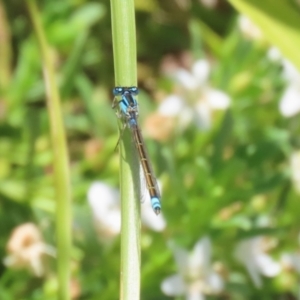 Ischnura heterosticta at Symonston, ACT - 1 Jan 2023