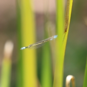 Ischnura heterosticta at Symonston, ACT - 1 Jan 2023