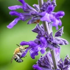 Amegilla sp. (genus) (Blue Banded Bee) at Wingecarribee Local Government Area - 31 Dec 2022 by Aussiegall