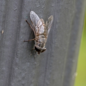 Tabanidae (family) at Penrose, NSW - 31 Dec 2022