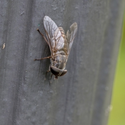 Tabanidae (family) (Unidentified march or horse fly) at Wingecarribee Local Government Area - 31 Dec 2022 by Aussiegall