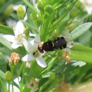 Odontomyia hunteri at Symonston, ACT - 1 Jan 2023