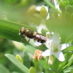 Odontomyia hunteri at Symonston, ACT - 1 Jan 2023