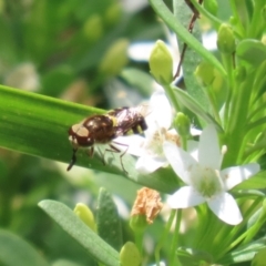 Odontomyia hunteri at Symonston, ACT - 1 Jan 2023