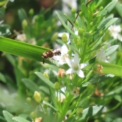 Odontomyia hunteri at Symonston, ACT - 1 Jan 2023