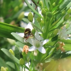 Odontomyia hunteri at Symonston, ACT - 1 Jan 2023