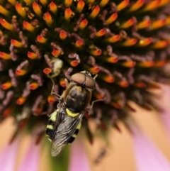 Odontomyia hunteri (Soldier fly) at Wingecarribee Local Government Area - 31 Dec 2022 by Aussiegall