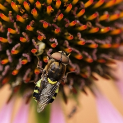 Odontomyia hunteri (Soldier fly) at Penrose, NSW - 31 Dec 2022 by Aussiegall