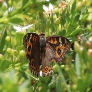 Junonia villida at Symonston, ACT - 1 Jan 2023 12:57 PM