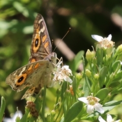 Junonia villida at Symonston, ACT - 1 Jan 2023 12:57 PM