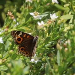 Junonia villida at Symonston, ACT - 1 Jan 2023 12:57 PM