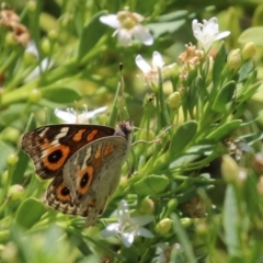 Junonia villida at Symonston, ACT - 1 Jan 2023 12:57 PM