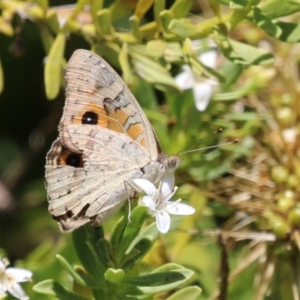 Junonia villida at Symonston, ACT - 1 Jan 2023 12:57 PM