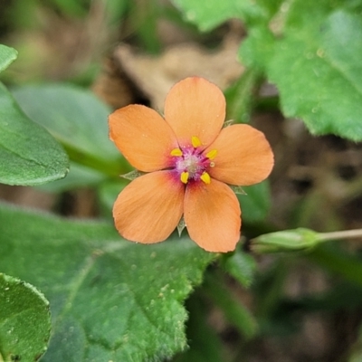 Lysimachia arvensis (Scarlet Pimpernel) at Macgregor, ACT - 2 Jan 2023 by trevorpreston