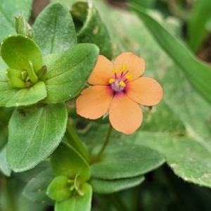 Lysimachia arvensis at Macgregor, ACT - 2 Jan 2023