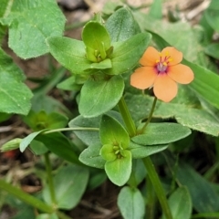 Lysimachia arvensis at Macgregor, ACT - 2 Jan 2023