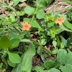 Lysimachia arvensis at Macgregor, ACT - 2 Jan 2023