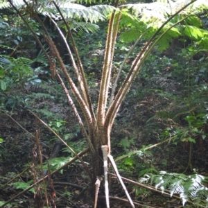 Cyathea cooperi at Macquarie Pass, NSW - suppressed