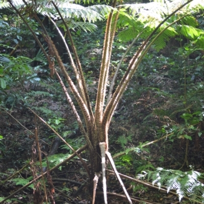 Cyathea cooperi (Straw Treefern) at Macquarie Pass, NSW - 2 Jan 2023 by plants