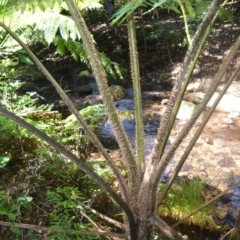 Cyathea cooperi at Macquarie Pass, NSW - suppressed