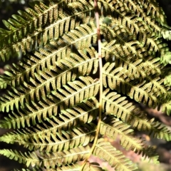 Cyathea cooperi at Macquarie Pass, NSW - suppressed