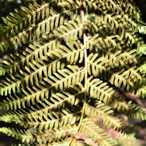 Cyathea cooperi at Macquarie Pass, NSW - suppressed