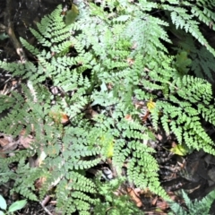 Adiantum formosum (Black Stem, Black-stem Maidenhair) at Macquarie Pass, NSW - 2 Jan 2023 by plants