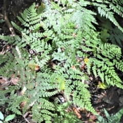 Adiantum formosum (Black Stem, Black-stem Maidenhair) at Macquarie Pass - 2 Jan 2023 by plants