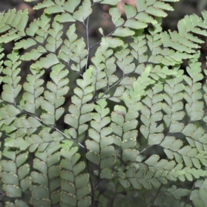 Adiantum formosum at Macquarie Pass, NSW - 2 Jan 2023 09:44 PM