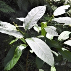 Ehretia acuminata var. acuminata (Koda) at Macquarie Pass, NSW - 2 Jan 2023 by plants