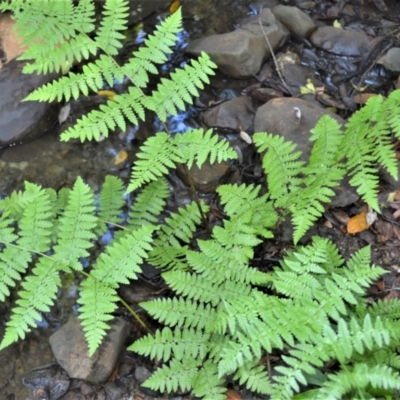 Diplazium australe (Austral Lady Fern) at Macquarie Pass, NSW - 2 Jan 2023 by plants