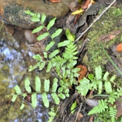 Blechnum minus (Soft Water Fern) at Macquarie Pass - 2 Jan 2023 by plants