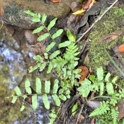 Blechnum minus (Soft Water Fern) at Macquarie Pass, NSW - 2 Jan 2023 by plants