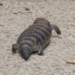 Tiliqua scincoides scincoides (Eastern Blue-tongue) at Macarthur, ACT - 1 Jan 2023 by RodDeb