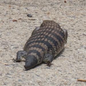 Tiliqua scincoides scincoides at Macarthur, ACT - 1 Jan 2023