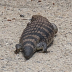 Tiliqua scincoides scincoides at Macarthur, ACT - 1 Jan 2023