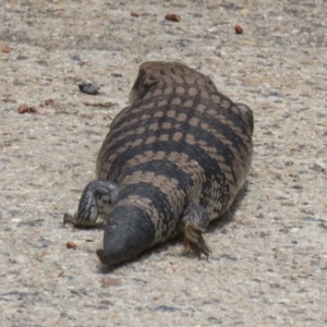 Tiliqua scincoides scincoides at Macarthur, ACT - 1 Jan 2023