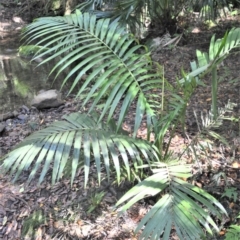 Archontophoenix cunninghamiana (Piccabeen, Bangalow Palm) at Macquarie Pass, NSW - 2 Jan 2023 by plants