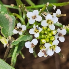 Rorippa nasturtium-aquaticum (Watercress) at Jarramlee-West MacGregor Grasslands - 2 Jan 2023 by trevorpreston