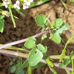 Rorippa nasturtium-aquaticum at Macgregor, ACT - 2 Jan 2023 01:02 PM