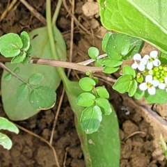 Rorippa nasturtium-aquaticum at Macgregor, ACT - 2 Jan 2023 01:02 PM