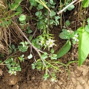 Rorippa nasturtium-aquaticum at Macgregor, ACT - 2 Jan 2023