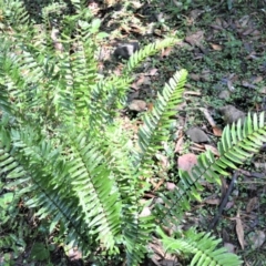 Pellaea falcata (Sickle Fern) at Macquarie Pass - 2 Jan 2023 by plants