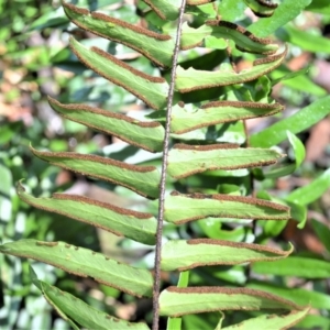 Pellaea falcata at Macquarie Pass, NSW - 2 Jan 2023