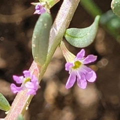 Lythrum hyssopifolia (Small Loosestrife) at Jarramlee-West MacGregor Grasslands - 2 Jan 2023 by trevorpreston