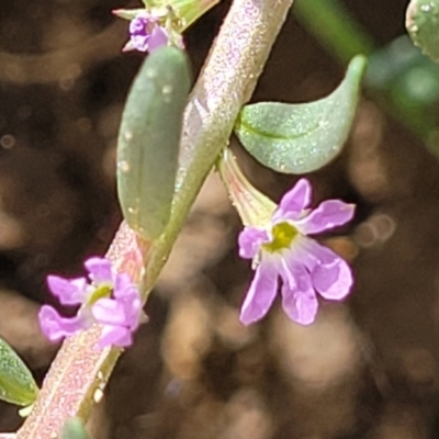 Lythrum hyssopifolia (Small Loosestrife) at Jarramlee-West MacGregor Grasslands - 2 Jan 2023 by trevorpreston