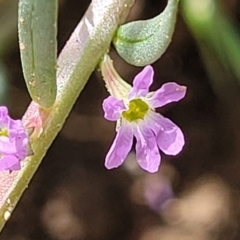 Lythrum hyssopifolia at Macgregor, ACT - 2 Jan 2023