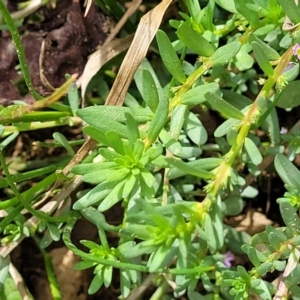 Lythrum hyssopifolia at Macgregor, ACT - 2 Jan 2023