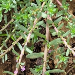Lythrum hyssopifolia at Macgregor, ACT - 2 Jan 2023