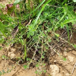 Lythrum hyssopifolia at Macgregor, ACT - 2 Jan 2023